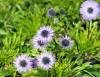 Show product details for Globularia nudicaulis